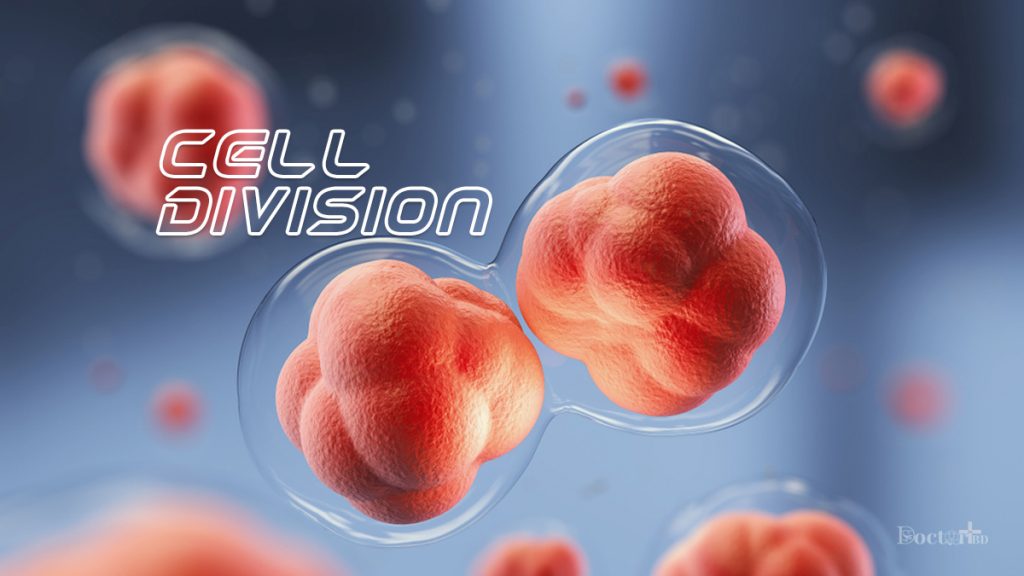 cell-division-at-a-glance-studyclix