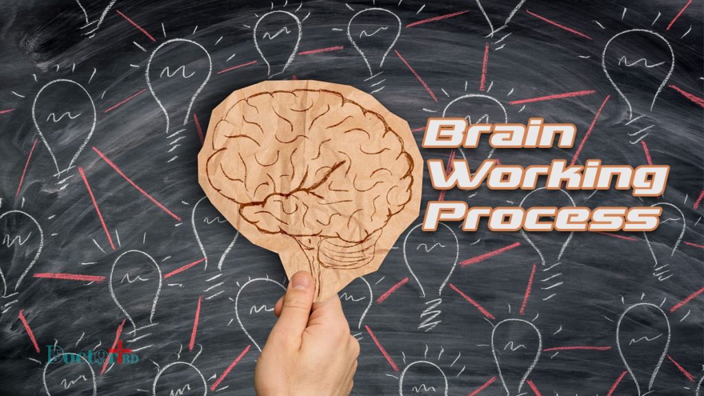 Working Process Of Human Brain